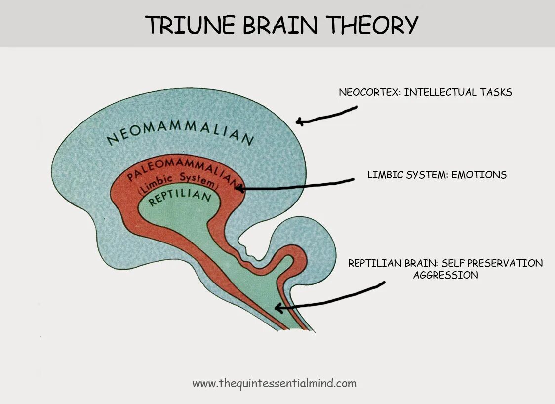 Рептильный мозг и неокортекс. Отделы мозга рептильный мозг неокортекс. Мозг млекопитающего лимбическая система. Могг ребтильный Нео Кортекс. Рептильный мозг неокортекс