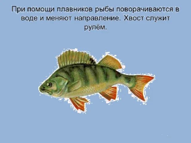 Зачем рыбам плавники. Плавники рыб. какие плавники есть у рыб. зачем рыбе плавники. плавники у рыбы служат.