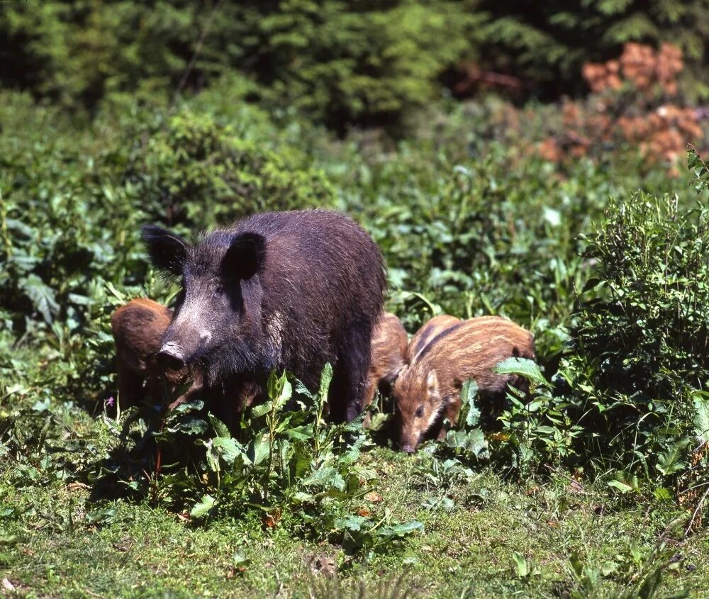 медальоны под брусничным соусом. карл сандерс анималист. кабан ест желуди. карл фридрих дейкер кабан и лиса. кабанята в лесу.
