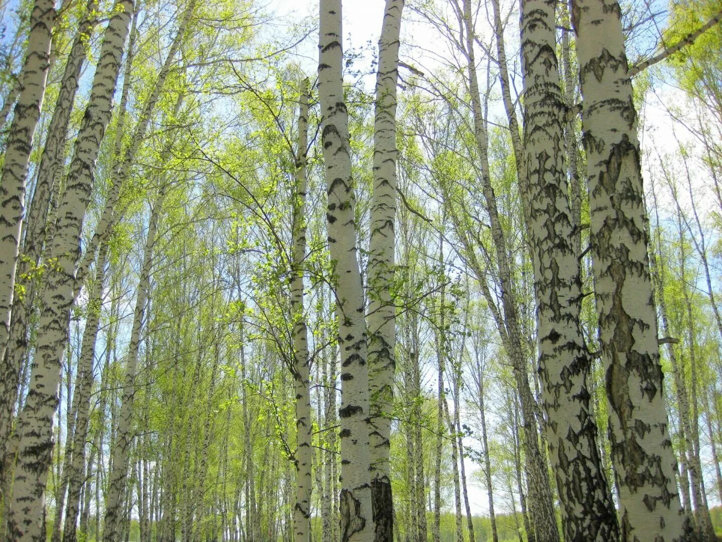 Березовый лесок