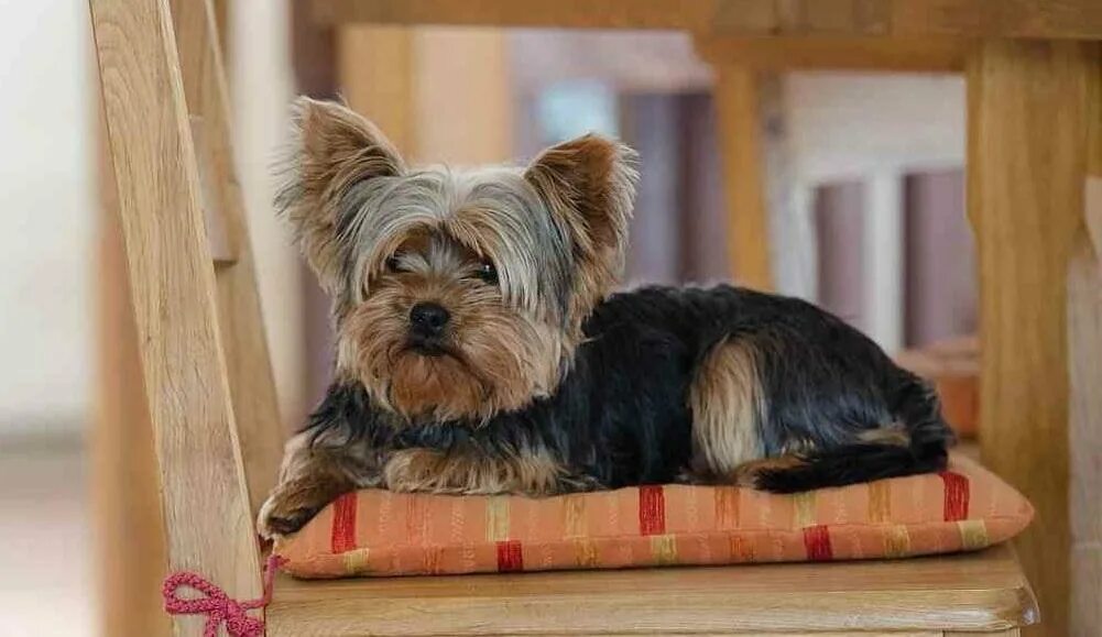 Екширский терьер стандар. Йоркшир терьер. Йоркширкский терьер паппи. Йоркширский терьер (yorkshire terrier). Йоркширскийерьер стандарт.