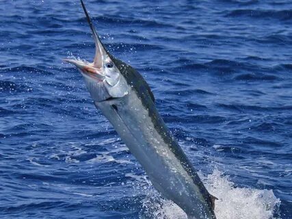 Marlin 1