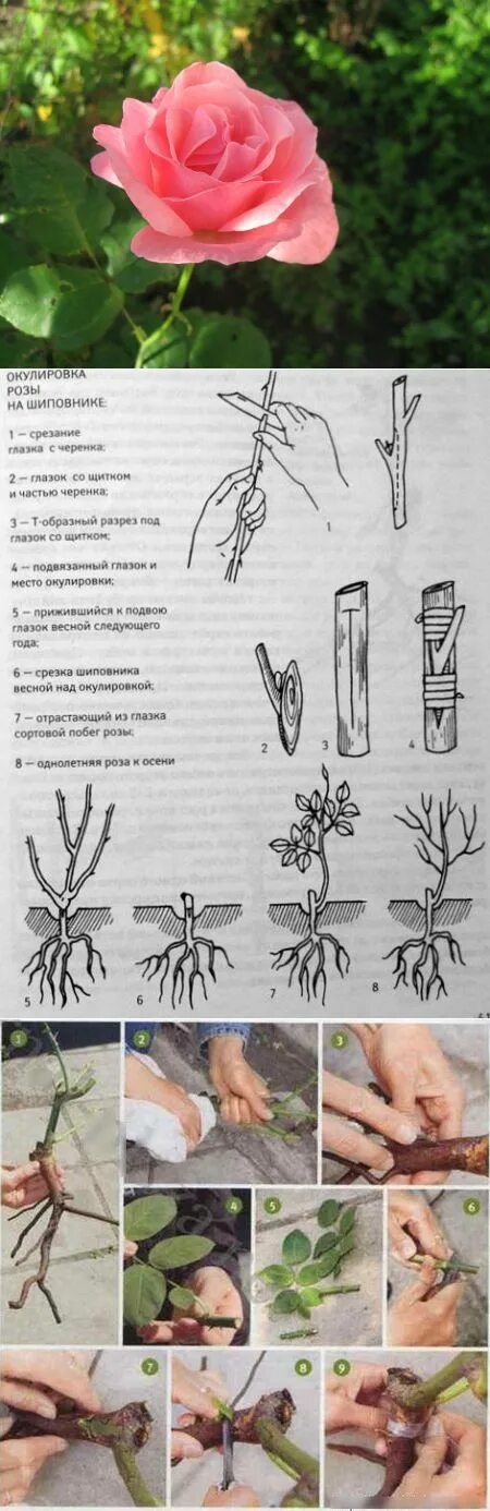 Розы черенками размножить. Прививка роз черенками летом.