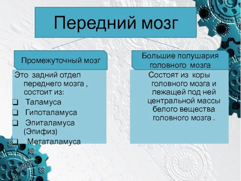 Функции переднего мозга человека. Передний мозг строение и функции. структура переднего мозга человека. передний мозг функции кратко. функции отделов переднего мозга.