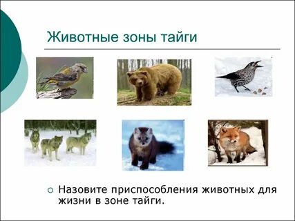 Какие животные обитают в зоне тайги