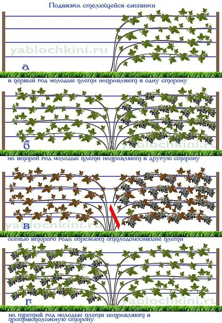 Шпалера для ежевики Торнфри. Ежевика ползучая подвязка. Подвязка ежевики на шпалере. Шпалерный метод подвязки малины.
