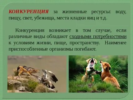 Конкуренция за свет