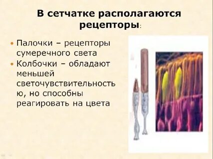 Рецептор это в биологии 8 класс