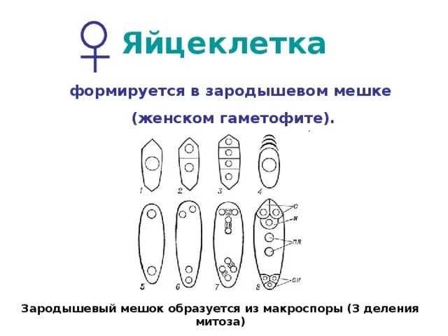 Женский гаметофит зародышевый мешок. Макроспора. Макроспора набор. Как образуется зародышевый мешок. Деление макроспоры.