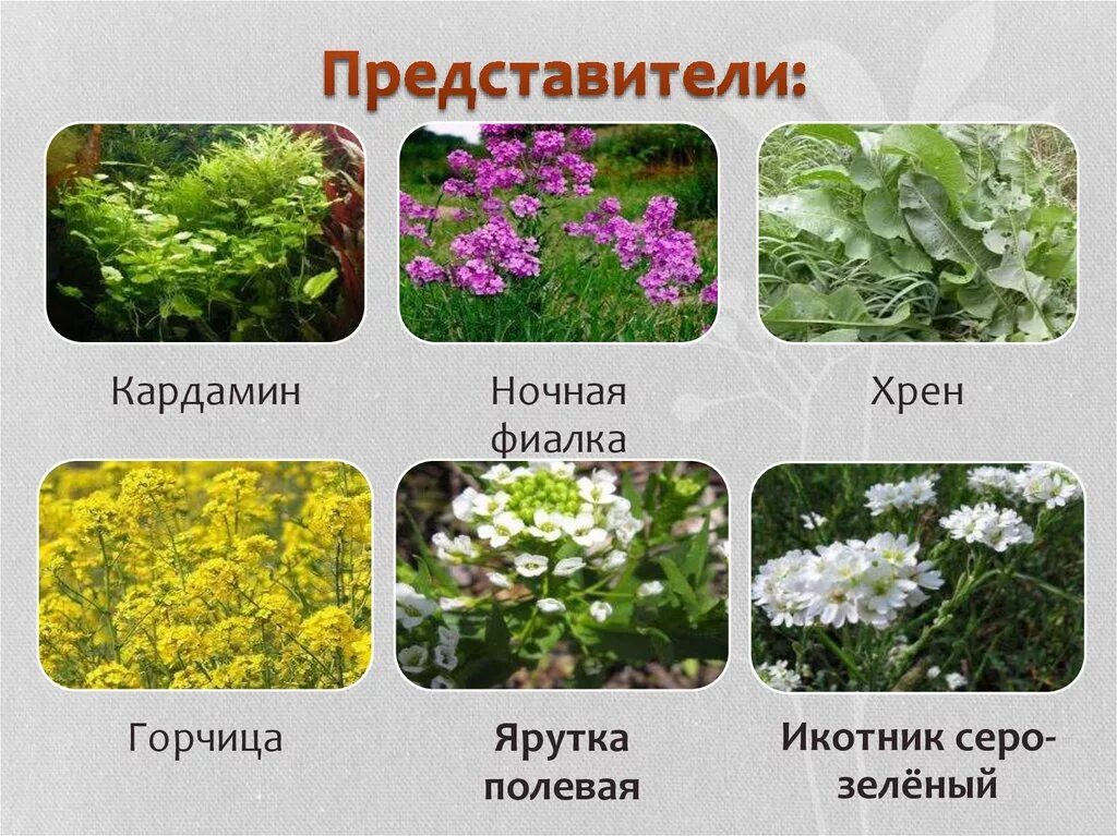 Покрытосеменные перечислить