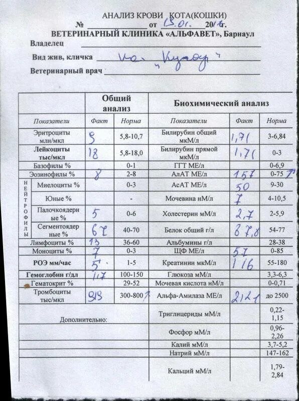 Какой анализ крови покажет наличие. Клинический анализ крови состав показателей. Клинический анализ крови норма пример. Нормы клинического анализа крови биохимия. Как выглядит норма анализа крови.