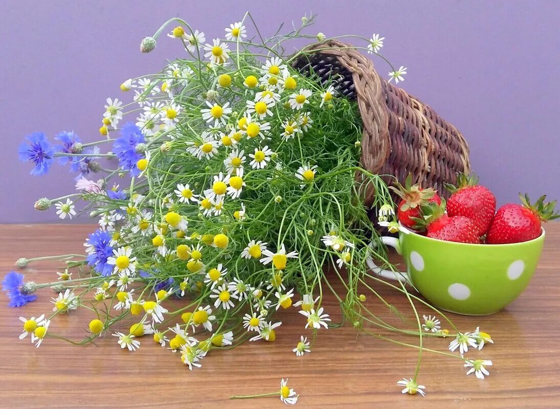 букет ромашек в поле. ромашки на закате. фотосессия в ромашках. ромашки. ромашковое поле на рассвете.