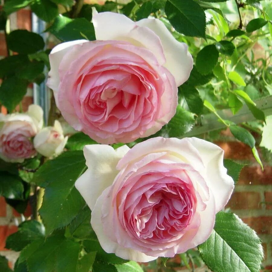 Эден роуз. Роза пьер де ронсар. Роза палаис роял. Роза эден роуз (eden rose). Роза флорибунда пашмина.