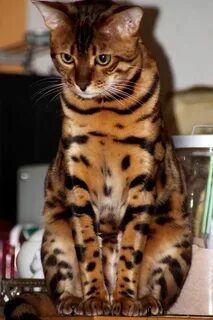 Кошка как тигр как называется