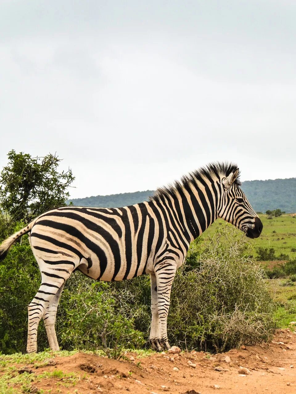 Зебры в саванне. Зебра в Африке. Зебра фото. Животные Африки Зебра. Зебра живет в африке
