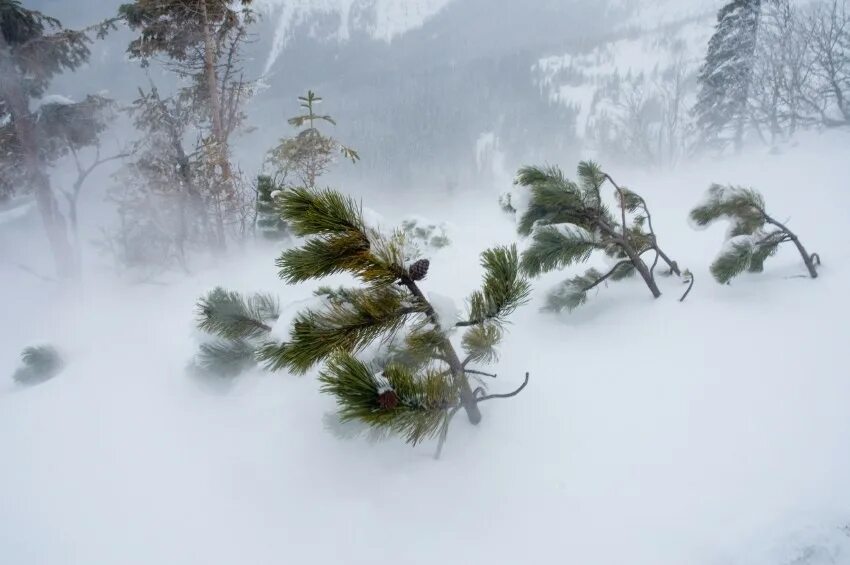 Сергей есенин буря пейзаж. Звук ветра в лесу. Февраль метель. Шелест леса. Шум трепещущей листвы наполнял всё пространство.