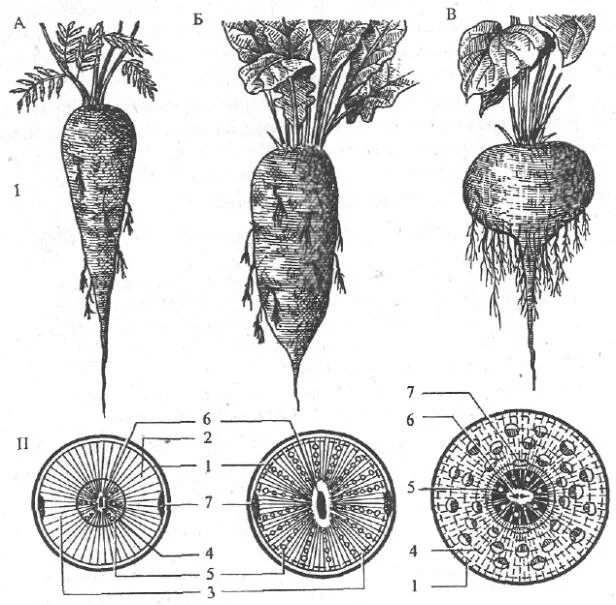 Поперечный срез корнеплода моркови. Поперечный срез корнеплода свеклы. Строение корнеплодов моркови и свеклы. Поперечный срез корня моркови.