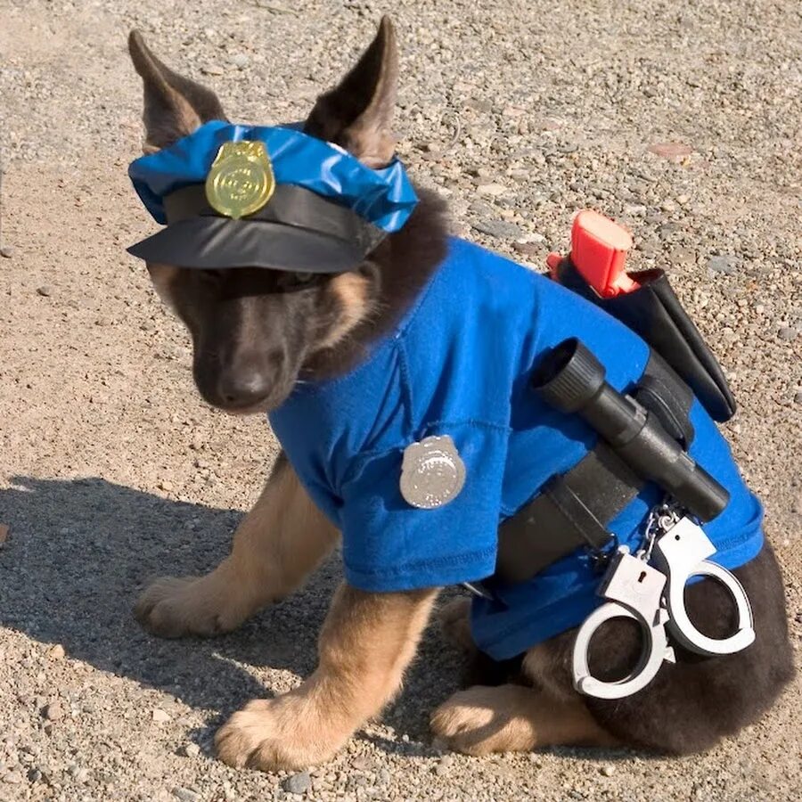 Собака в форме человека. Костюм собаки. Полицейский с собакой. Собака в военной форме.