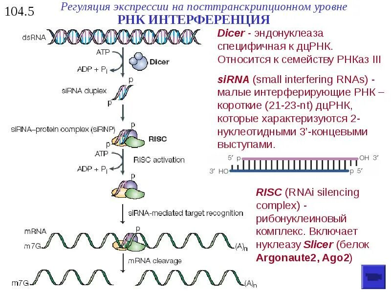 РНК интерференция механизм. Этапы РНК интерференции. Метод РНК интерференции. Малая интерферирующая РНК функция.