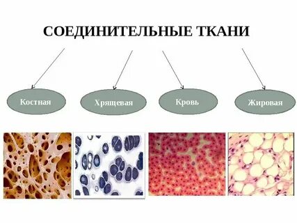 К какому виду ткани относится костная ткань