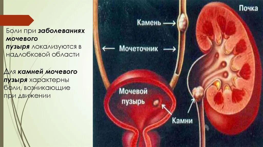 Почки мочеточник мочевой пузырь схема расположения. Строение и функции мочеточника и мочевого пузыря. Функции мочеточника анатомия. Устье мочеточника в мочевом пузыре.