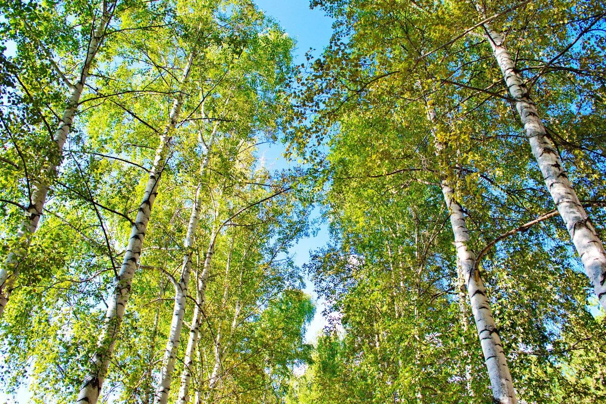 прокопьевск березовая роща. поляна с березами. березы и голубое небо. березовая роща с небом. березовая роща хабаровск.