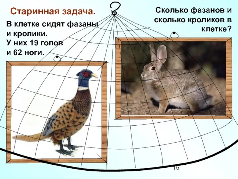 Сколько сидят фазаны. Задачи на головы и ноги. Фазаны и кролики. Клетка для фазанов.