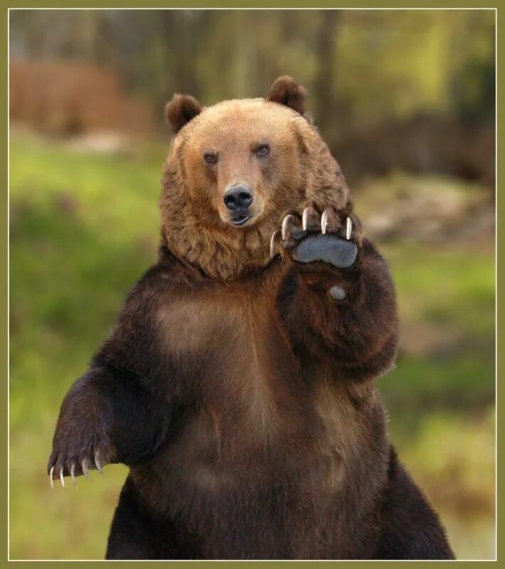 Pin de Cyndy-Lou Hancock en Animals - Bears Aves de compañía, Oso pardo, Osos