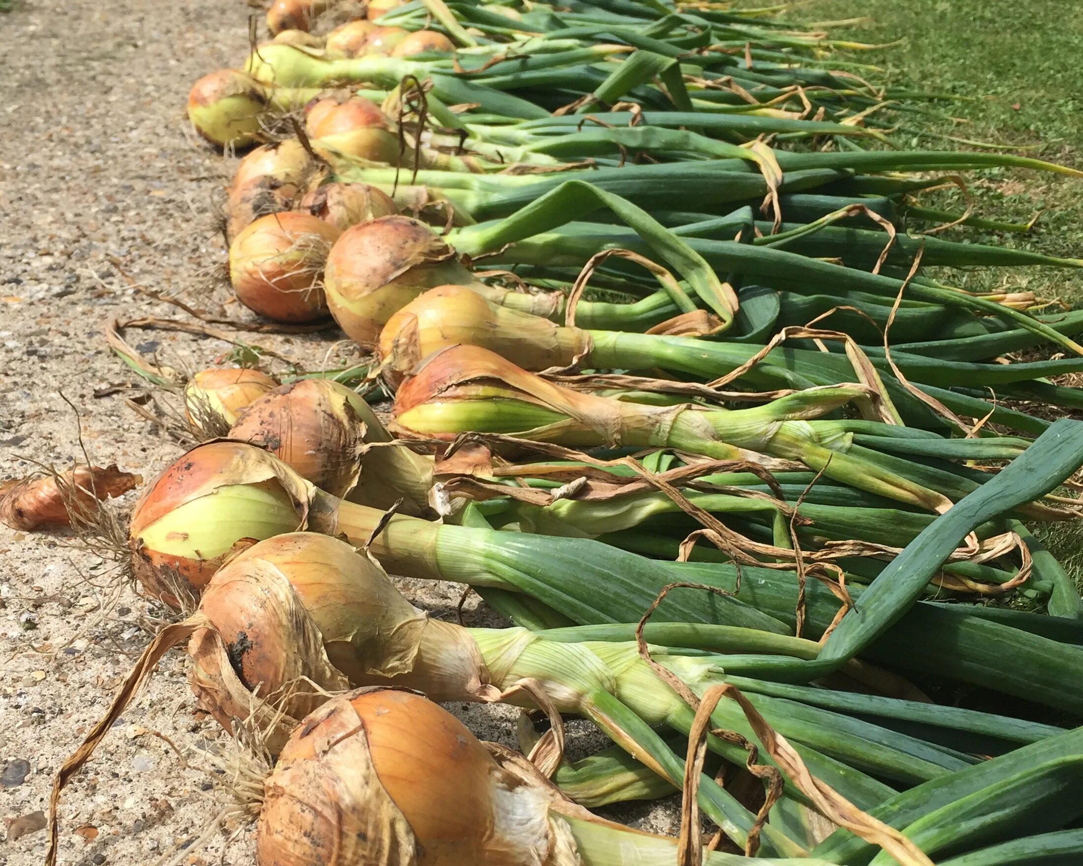 Onion vegetables. Лук Эксибишен урожай. Лук Эксибишен уборка. Лук шалот ботаника.