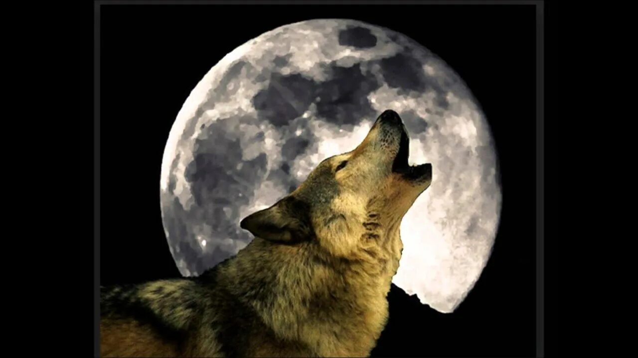 Волками воем на луну песня. Волк воет на луну. Волк и Луна. Вой волка на луну. Два волка воют на луну.