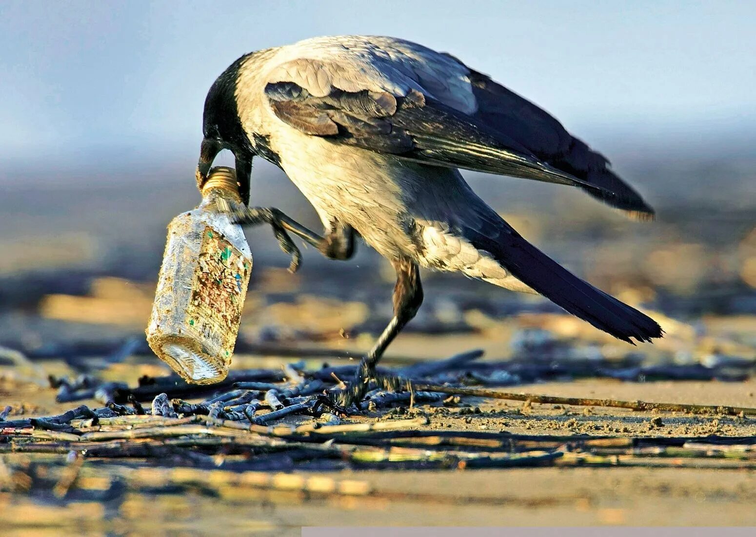 Наглая птица. Смешные сороки. Смешные птички сорока. Смешные вороны. Смешные сороки.