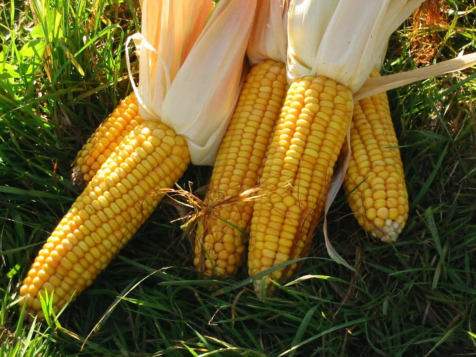 Куры можно кукурузы. Трансгенная кукуруза. ГМ кукуруза. Поле кукурузы.