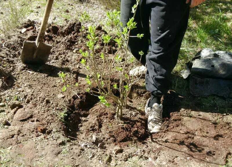 Высадка в сибири. Посадка саженцев. Посаженный саженец дерева. Посадка кустарников. Высадка деревьев и кустарников.