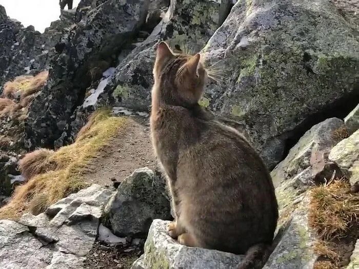 Кот в горах. Коты в горах. Большие кошки в горах. Снежный барс на памире. Большие кошки в горах.