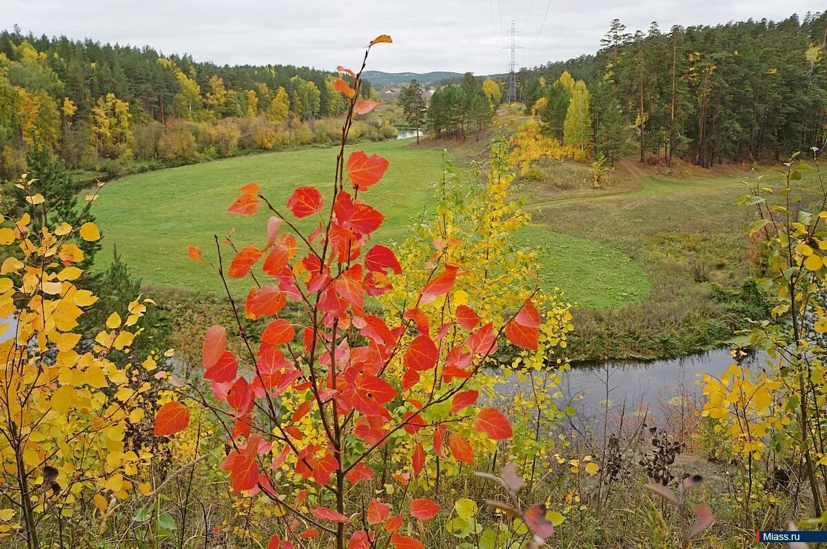 Береза желтая дальневосточная. Оборудование для наблюдения за осенними изменениями осины. Тополь дрожащий (populus tremula). Дерево осина осиновая роща. Осенний лес.