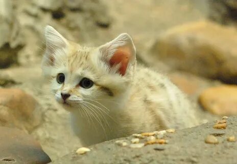 Бархатный кот