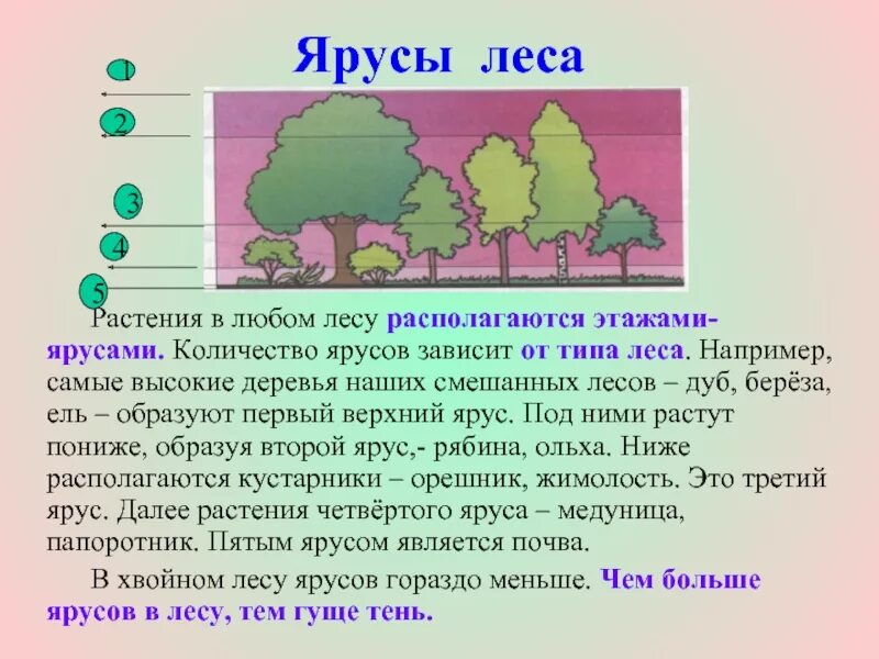 Каком природном сообществе наибольшее число надземных ярусов. Лесные этажи ярусы лиственного леса. Ярусы смешанного леса. Растения верхнего яруса. Ярусы растений окружающий мир.