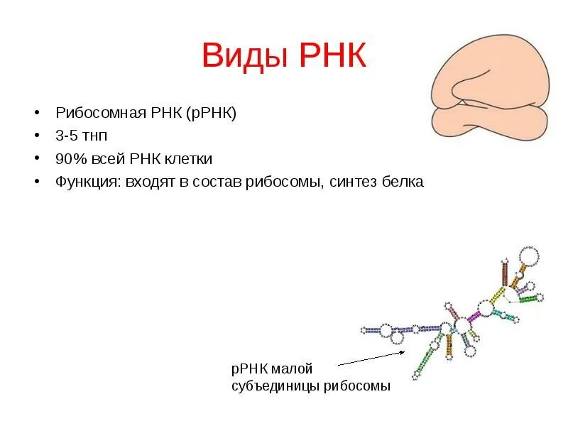 Размеры рнк. Рибосомальная РНК. Строение РРНК. Типы рибосомальной РНК. Рибосомальные РНК (РРНК).