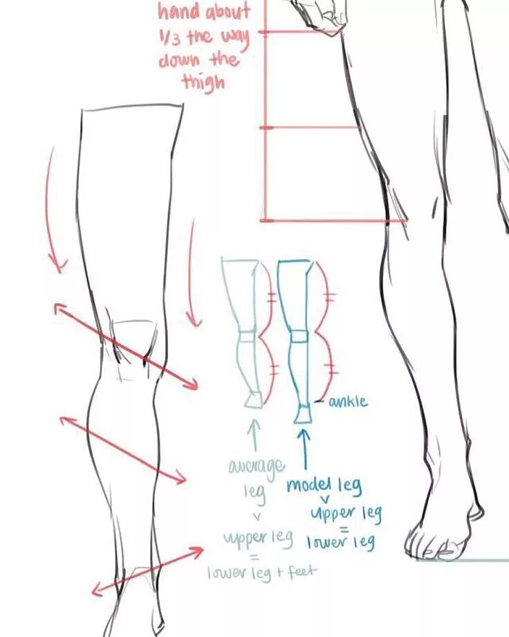 Leg reference. Ноги референс. анатомия ног женщины. leg рисунок. женские ноги референс.