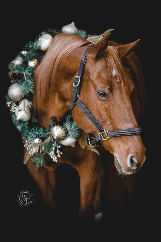 Лошадь года 2021. Новогодняя лошадь. Лошадь с венком. Новогодний венок на лошадь. Новогоднее украшение для лошади.