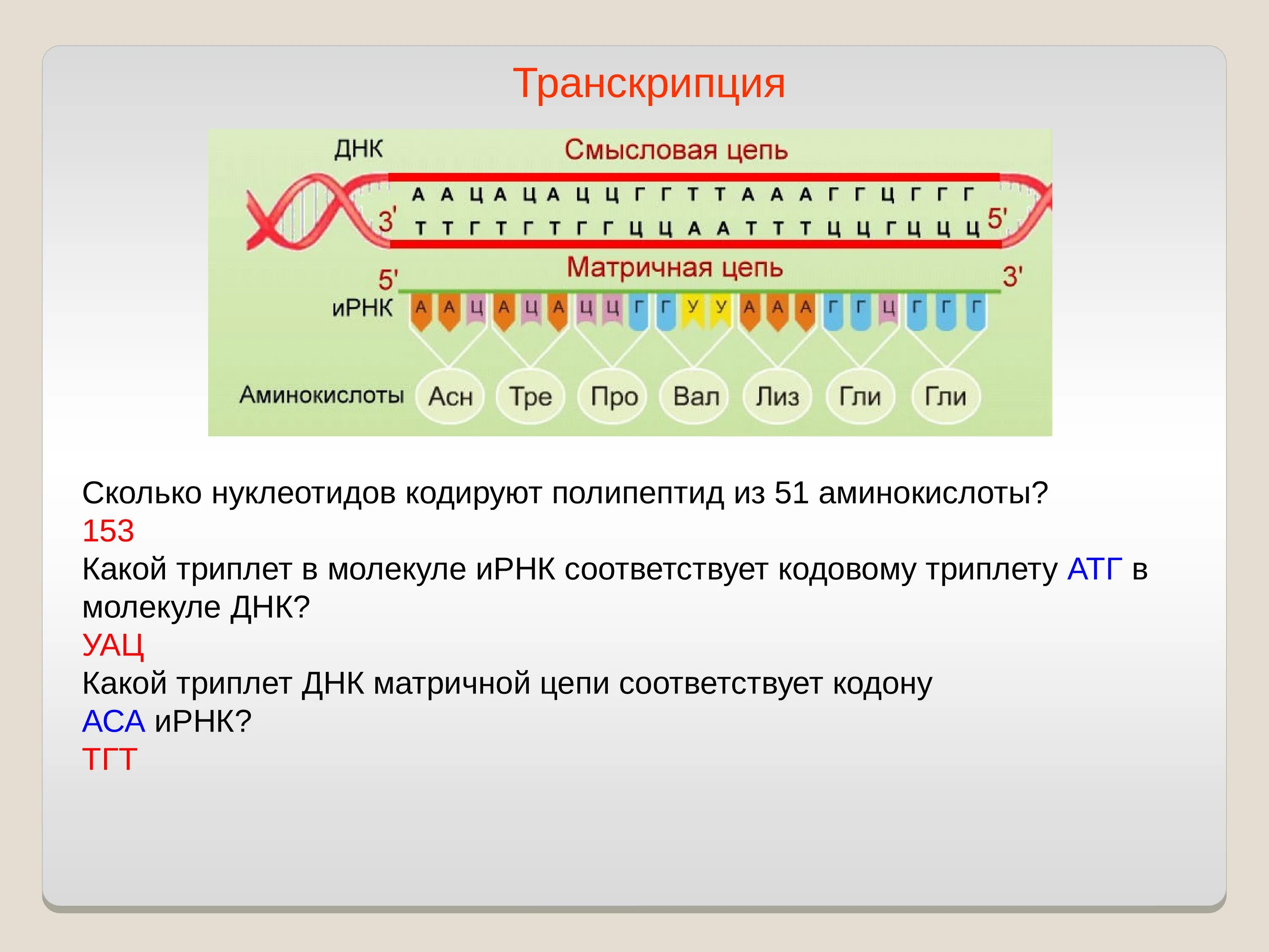 Концы транскрибируемая днк. Транскрипция ИРНК матрица. Триплет ДНК. Смысловая и транскрибируемая цепь ДНК. Транскрипция ИРНК И ДНК транскрибируемая.