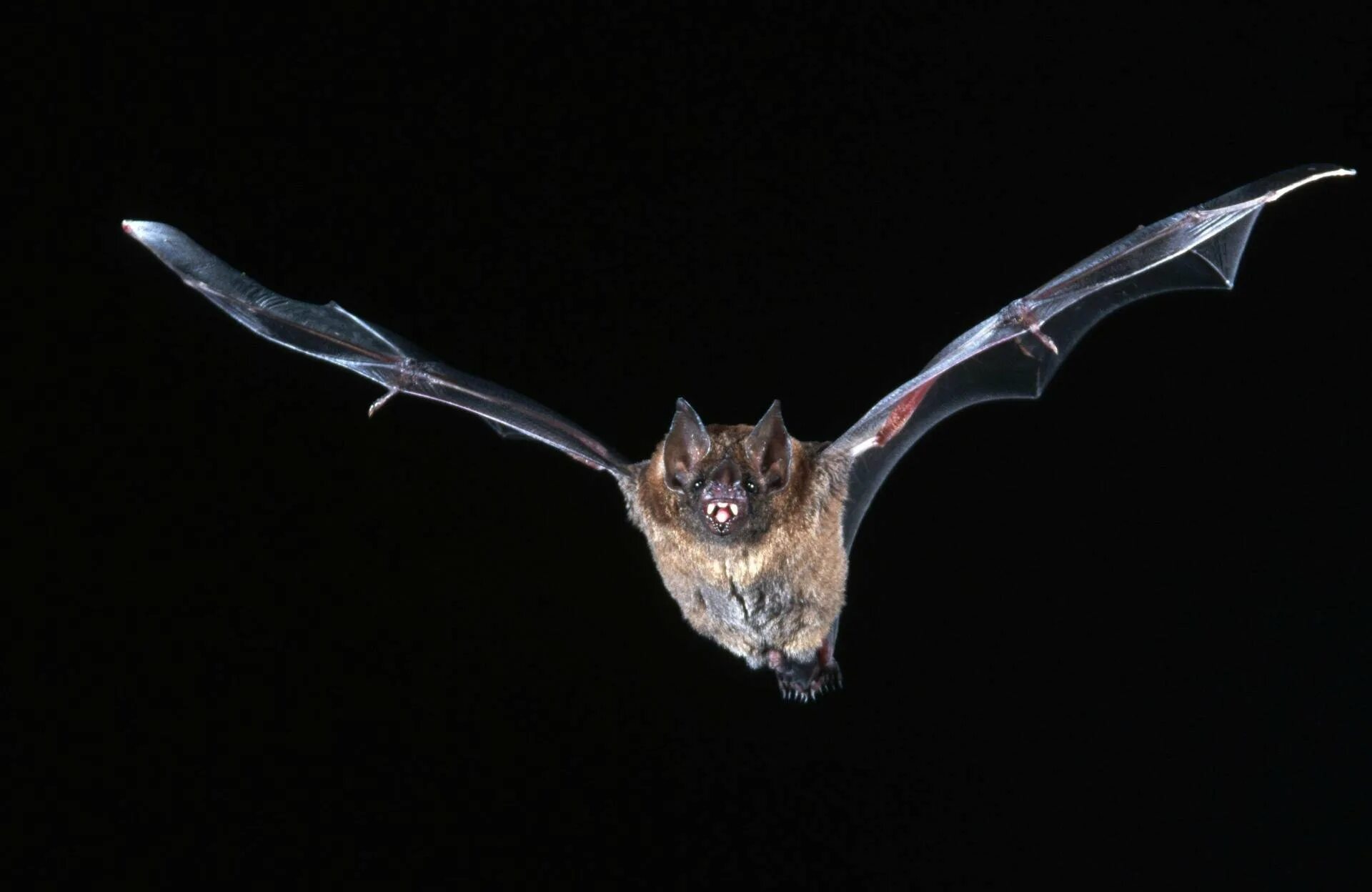Летучая мышь ночью. Ушан таунсенда. Летучие мыши летают ночью. Летучая мышь летает. Рой летучих мышей.