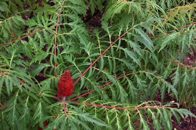 Сумах Лациниата. Сумах гладкий Лациниата. Сумах уксусный Rhus typhina. Каштан конский Лациниата.