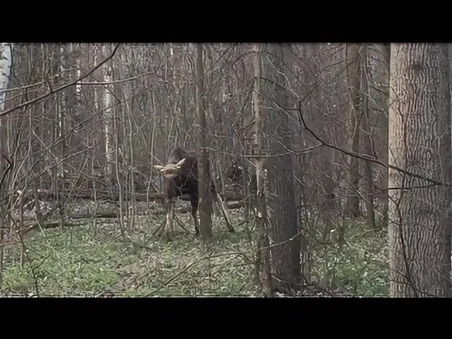 В лосином острове есть лоси. Лосиный остров есть лоси. Лось просто лось. Лосиный остров есть лоси. Какие животные обитают в парке лосиный остров.