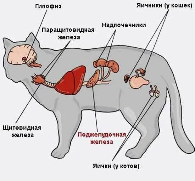 Эндокринные железы анатомия животных. Выделительная система кошек схема. Система внутренней секреции собаки. Функции желез внутренней секреции собаки. Железы внутренней секреции у кошек.