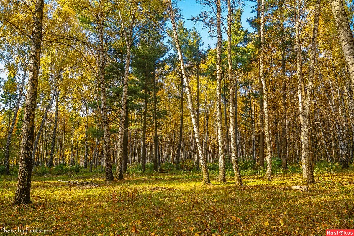 Песня между сосен. Березовый парк СПБ. Береза среди сосен. Сосна и береза. Берёзки и сосны осенью.