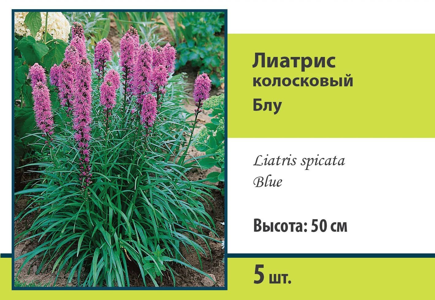 Лиатрис колосковый флористан вайолет. Лиатрис спиката spicata. Лиатрис спиката фото и описание. Лиатрис цветок многолетник колосковый. Лиатрис spicata.