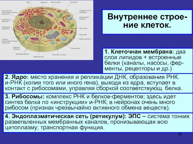 Клетка с внутриклеточными структурами. Ядрышко это место образование. Органоид который представляет собой двойной слой молекул липидов. Внутренняя среда клеток органоид