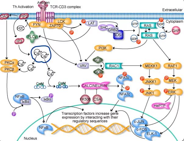 Activation analysis. Tcr receptors cd3. t cell receptor. neutron activation analysis. tcr pathways.