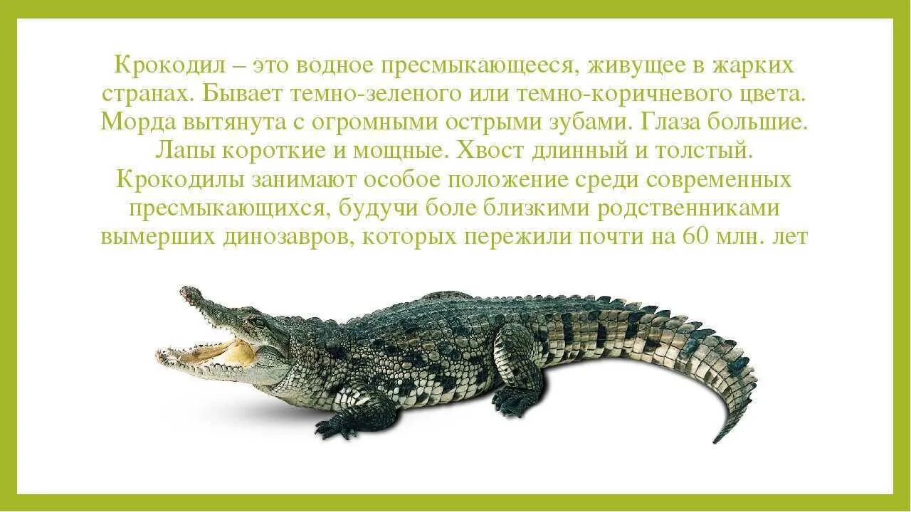 Нильский крокодил и гребнистый крокодил отличия. Представители отряда крокодилов. Рассказать про крокодила. Сообщение о пресмыкающихся крокодил. Крокодил для презентации.